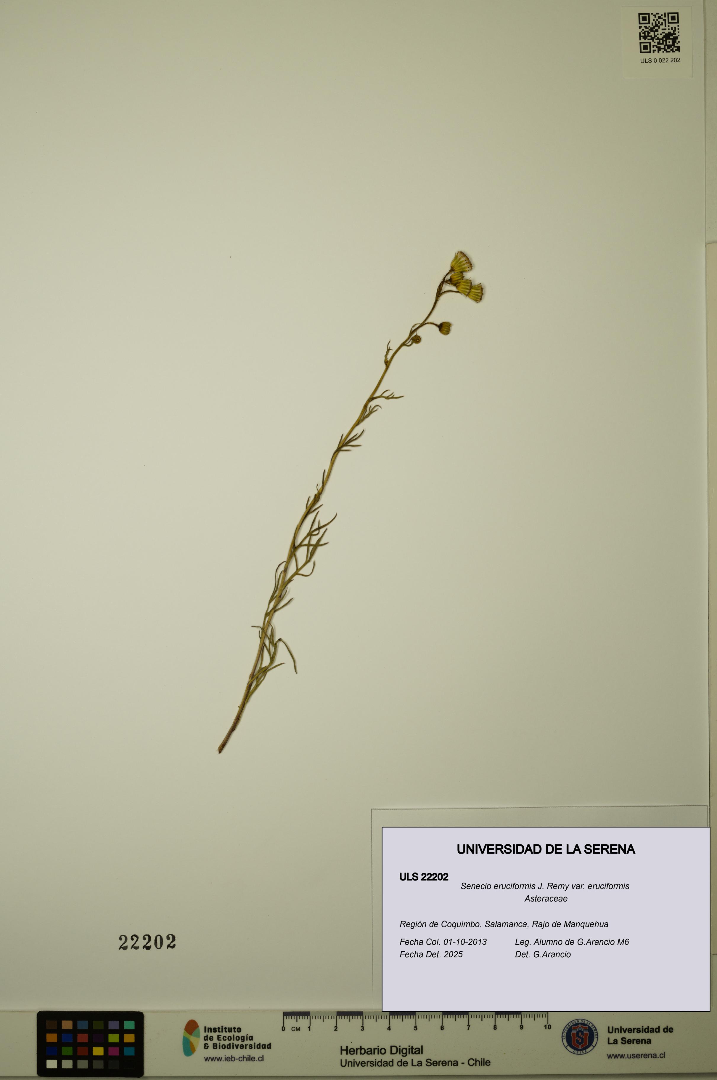 Senecio eruciformis var. eruciformis [Espécimen: ULS:ULS:0022202]