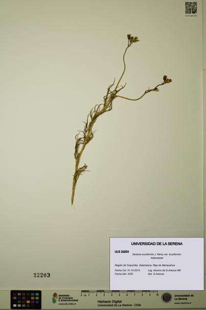 Senecio eruciformis var. eruciformis [Espécimen: ULS:ULS:0022203]