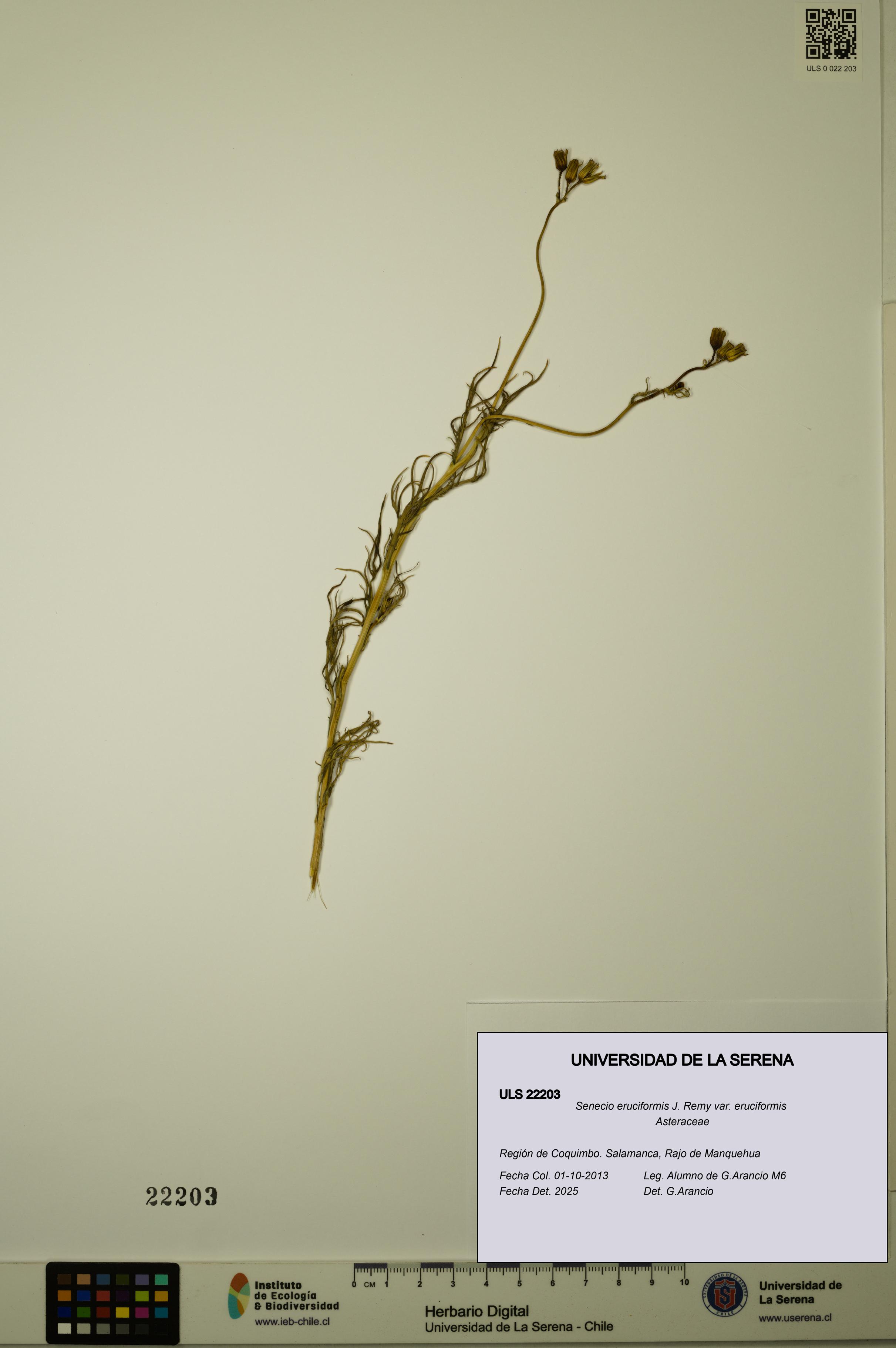 Senecio eruciformis var. eruciformis [Espécimen: ULS:ULS:0022203]