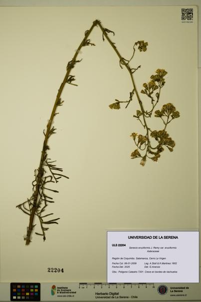 Senecio eruciformis var. eruciformis [Espécimen: ULS:ULS:0022204]