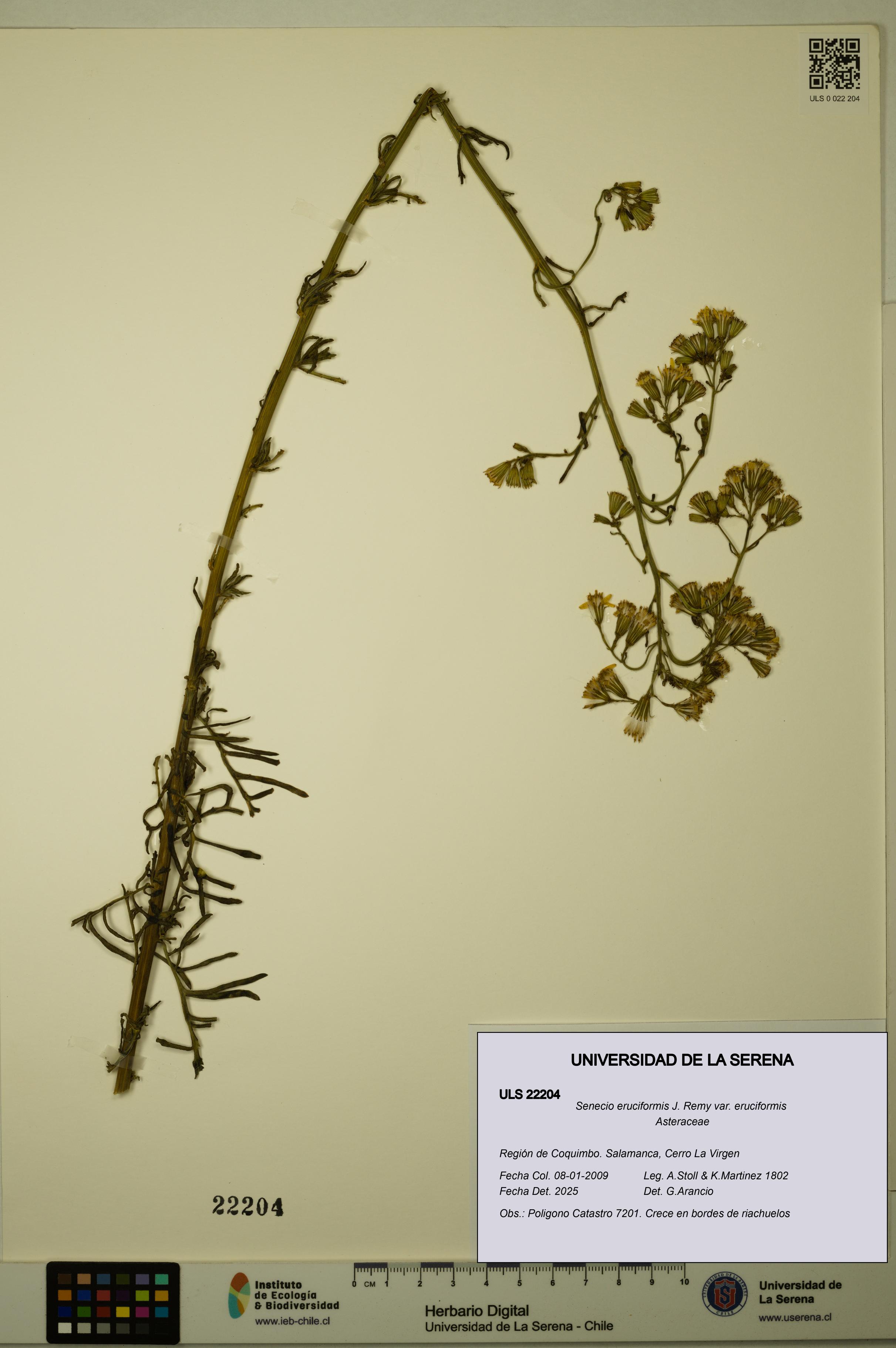 Senecio eruciformis var. eruciformis [Espécimen: ULS:ULS:0022204]