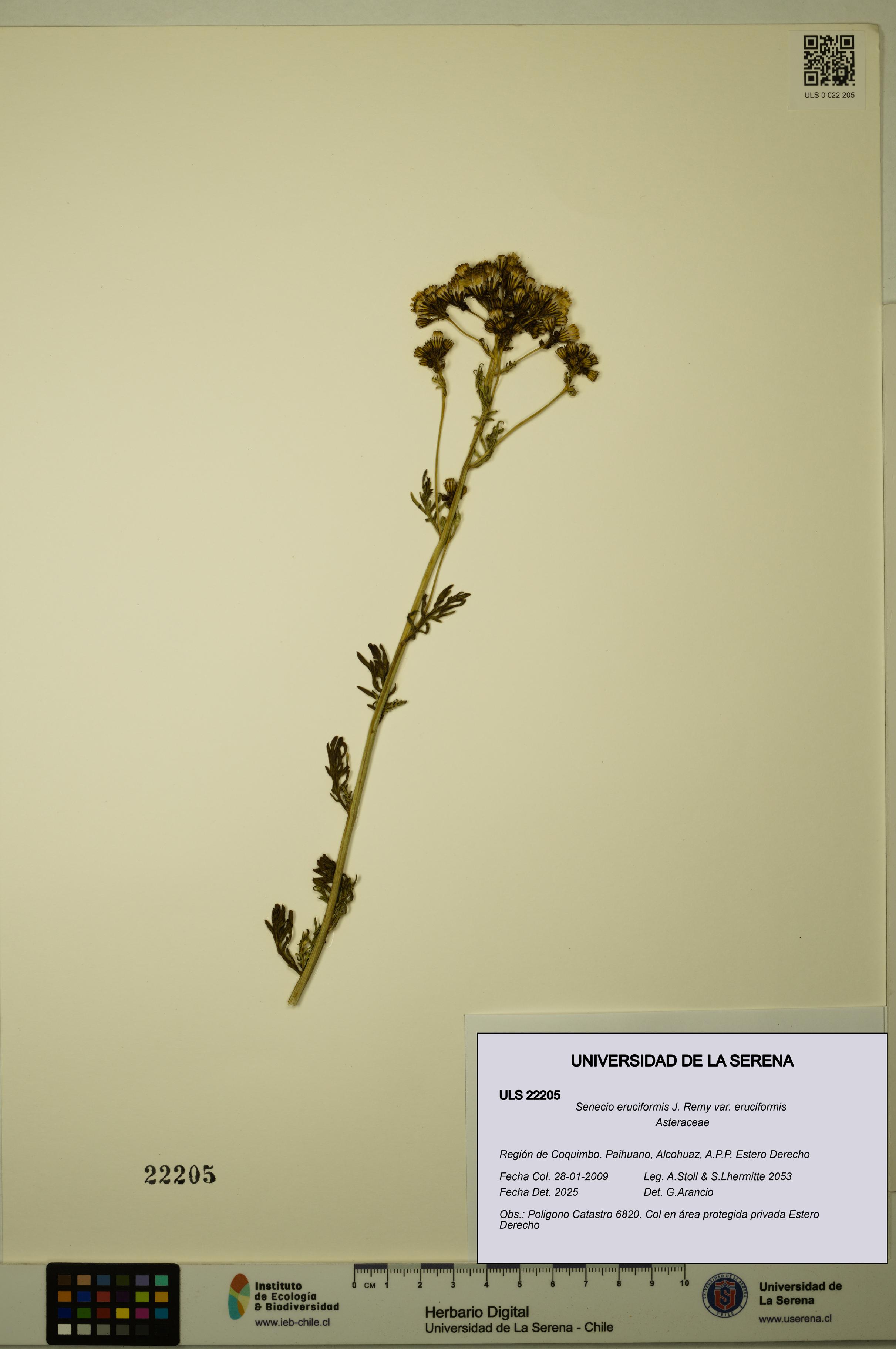 Senecio eruciformis var. eruciformis [Espécimen: ULS:ULS:0022205]