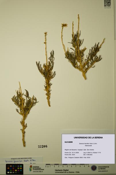 Senecio farinifer [Espécimen: ULS:ULS:0022206]