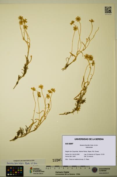 Senecio farinifer [Espécimen: ULS:ULS:0022207]