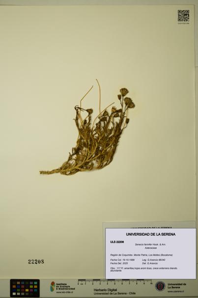 Senecio farinifer [Espécimen: ULS:ULS:0022208]