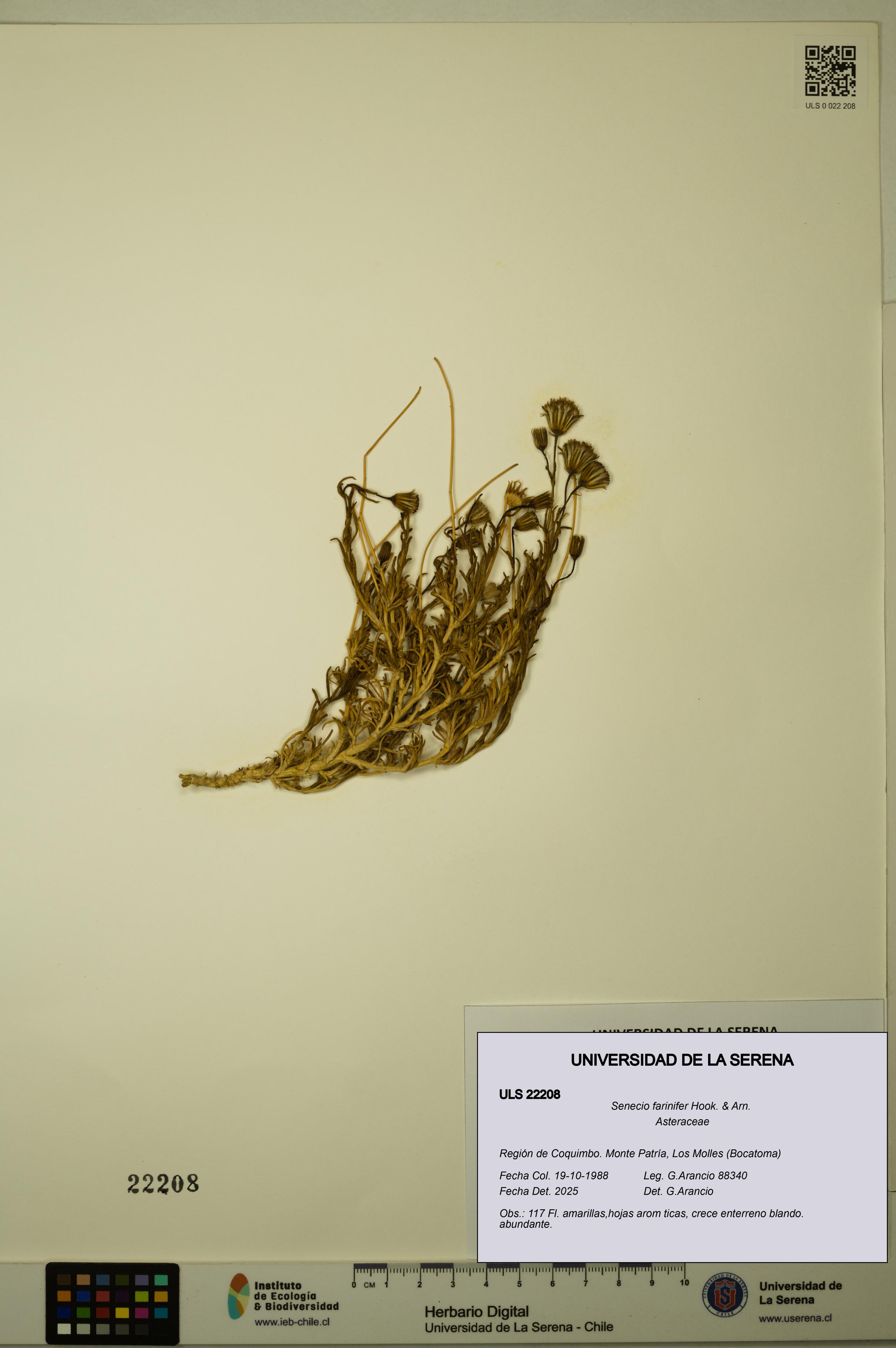 Senecio farinifer [Espécimen: ULS:ULS:0022208]