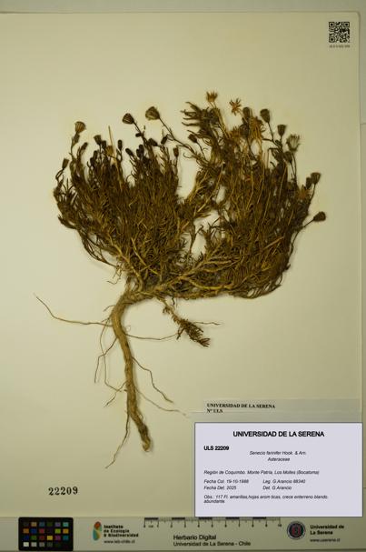 Senecio farinifer [Espécimen: ULS:ULS:0022209]