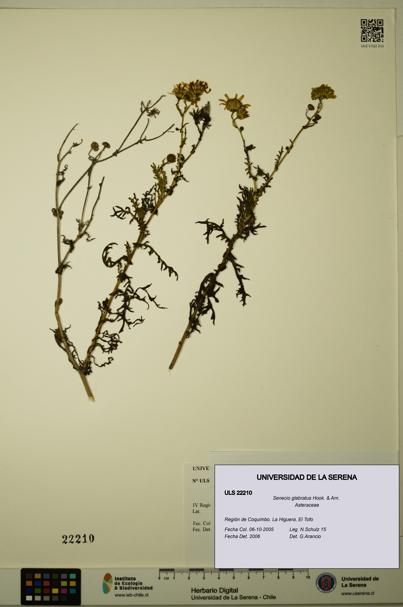 Senecio glabratus [Espécimen: ULS:ULS:0022210]