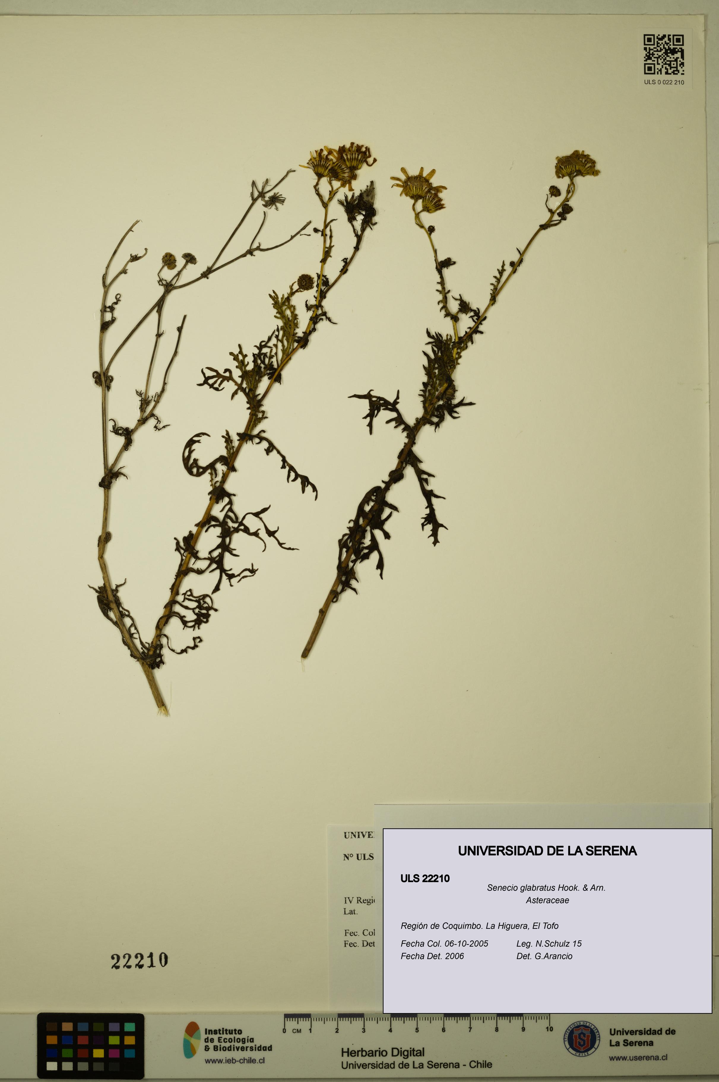 Senecio glabratus [Espécimen: ULS:ULS:0022210]