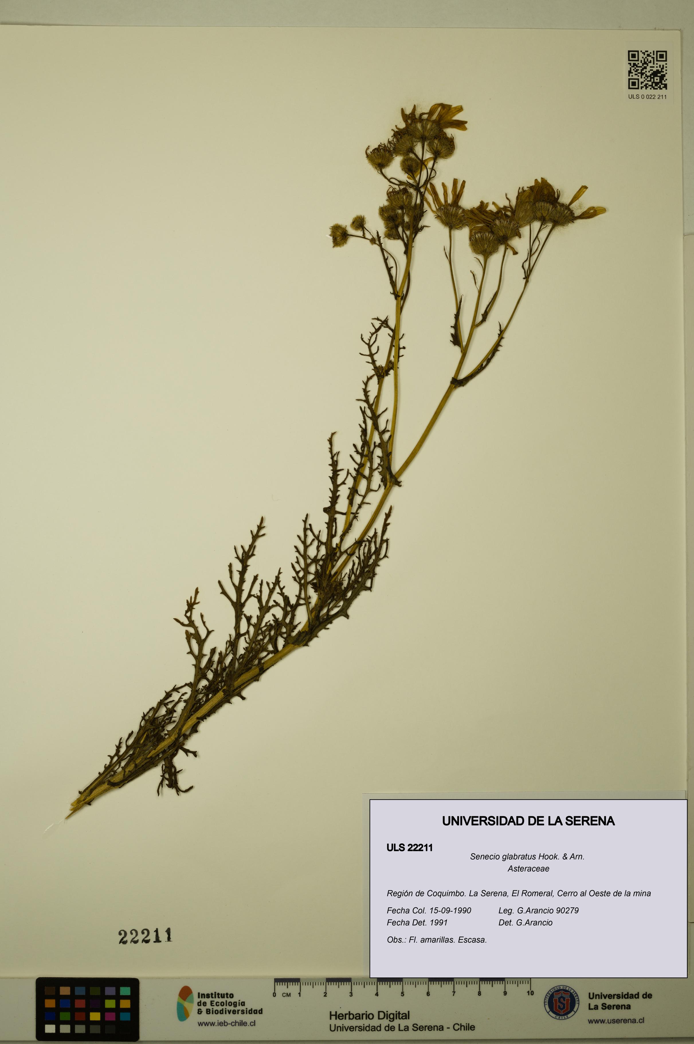 Senecio glabratus [Espécimen: ULS:ULS:0022211]