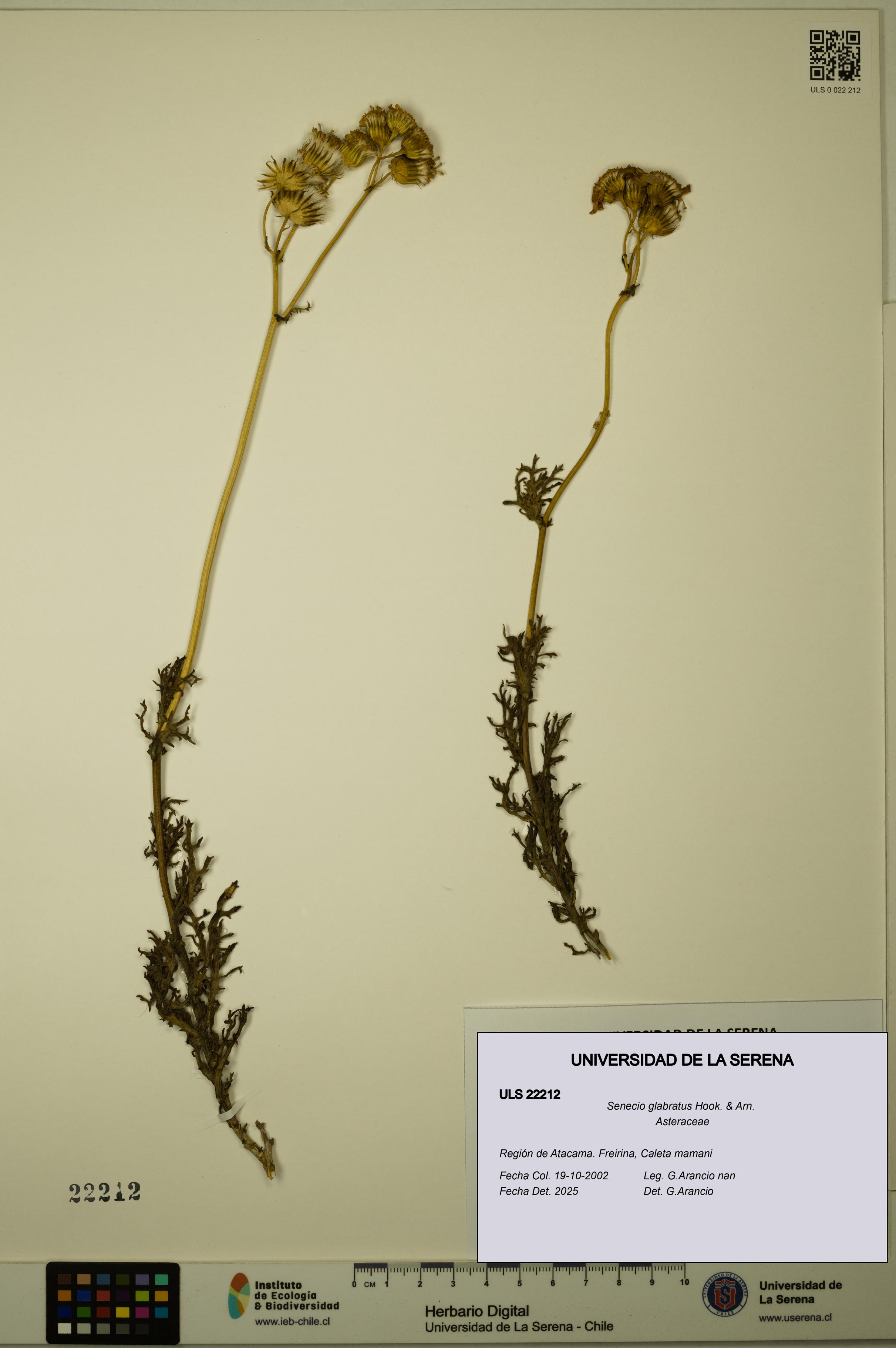Senecio glabratus [Espécimen: ULS:ULS:0022212]