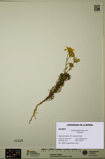 Senecio glabratus [Espécimen: ULS:ULS:0022213]