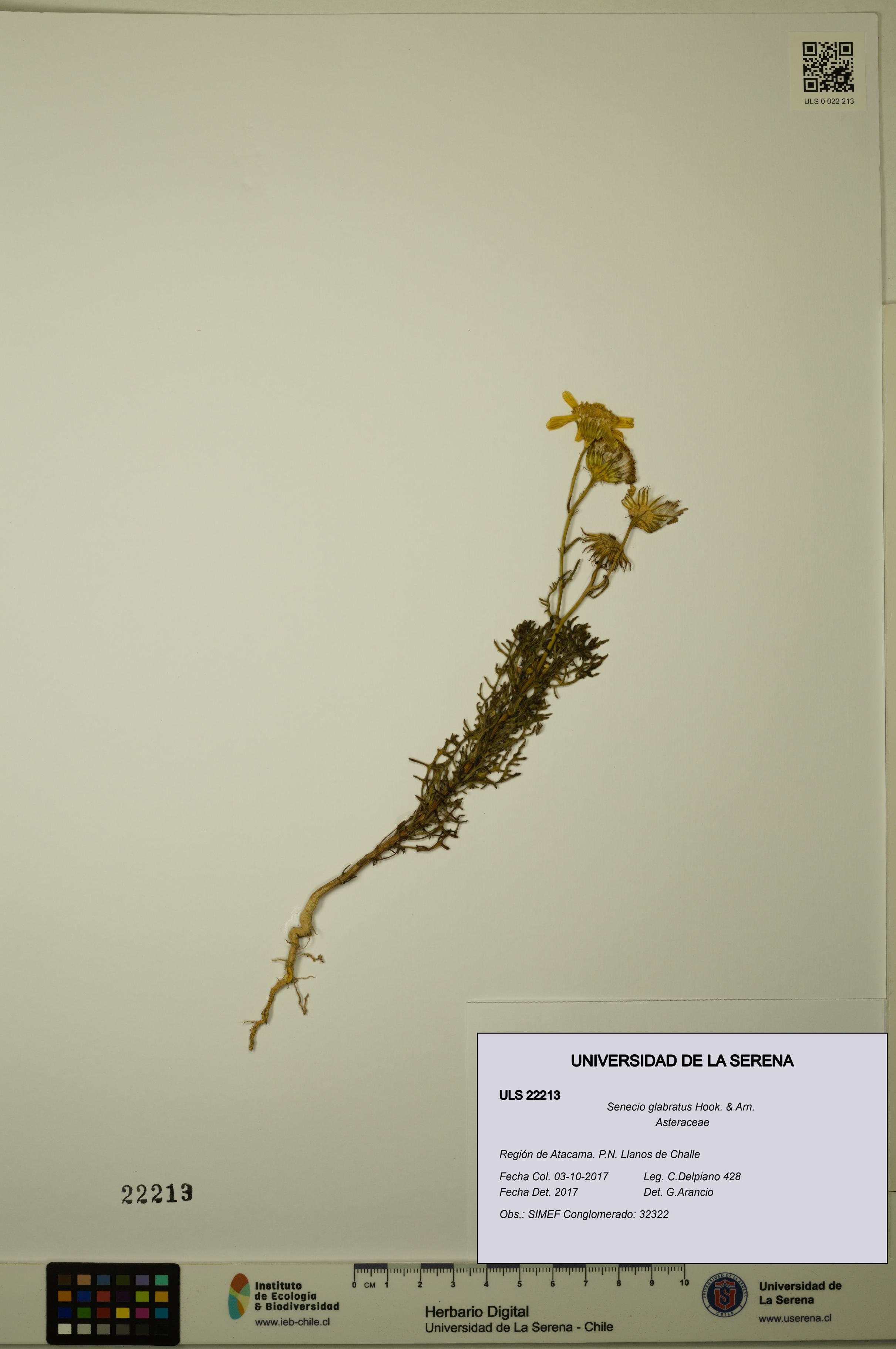 Senecio glabratus [Espécimen: ULS:ULS:0022213]