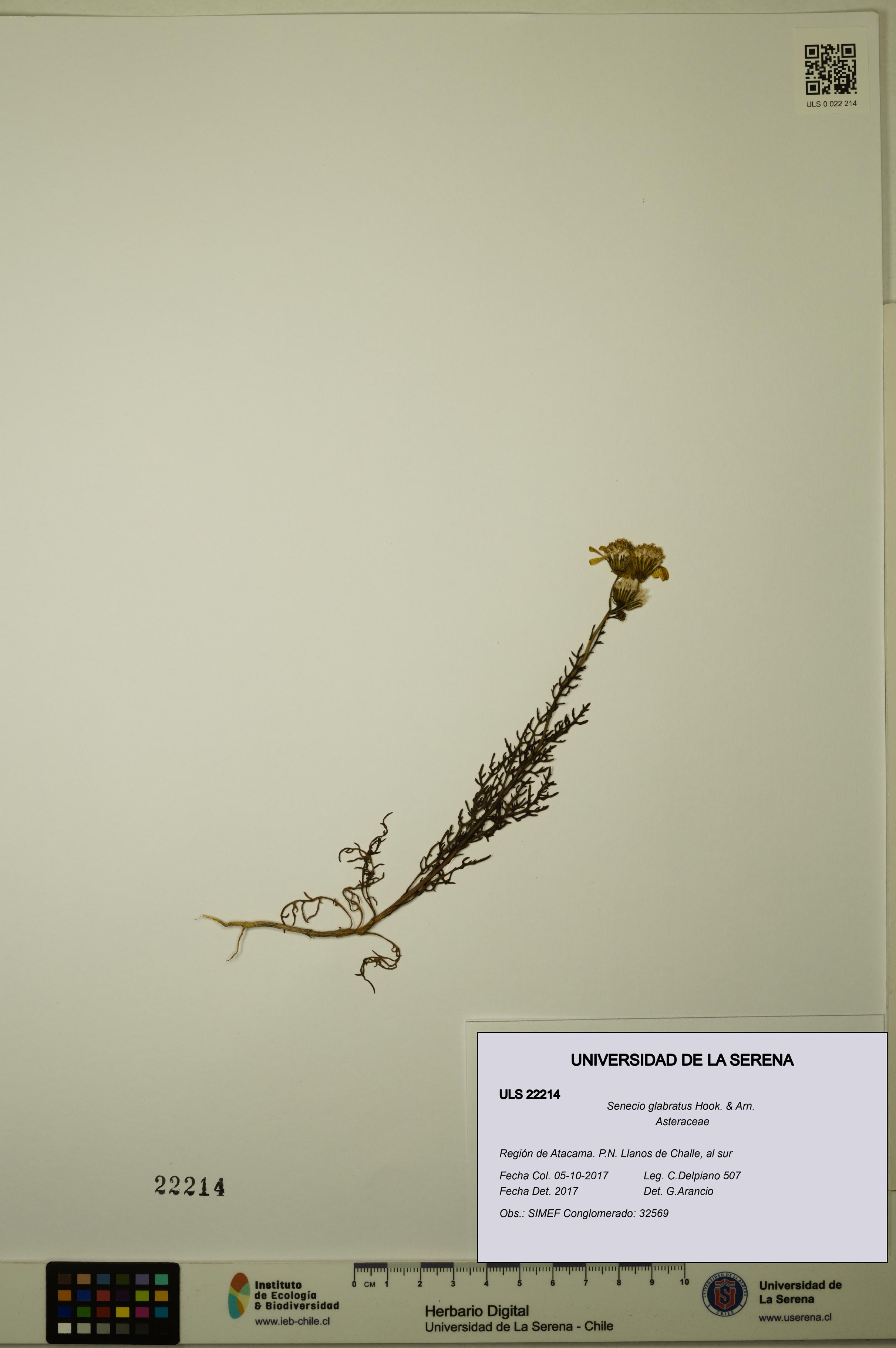 Senecio glabratus [Espécimen: ULS:ULS:0022214]