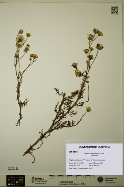 Senecio glabratus [Espécimen: ULS:ULS:0022215]