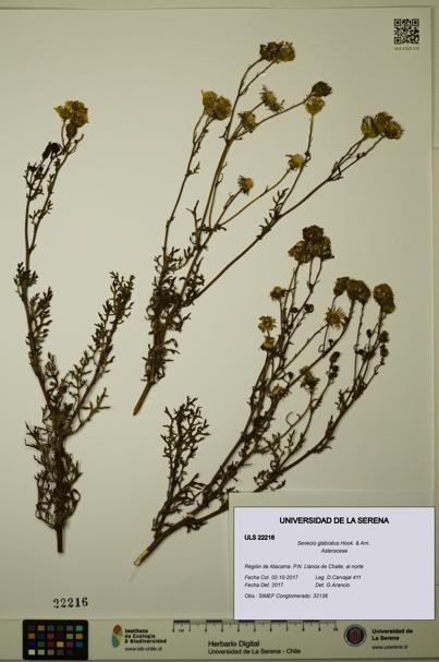 Senecio glabratus [Espécimen: ULS:ULS:0022216]