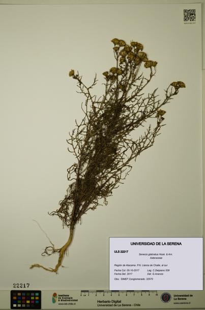 Senecio glabratus [Espécimen: ULS:ULS:0022217]