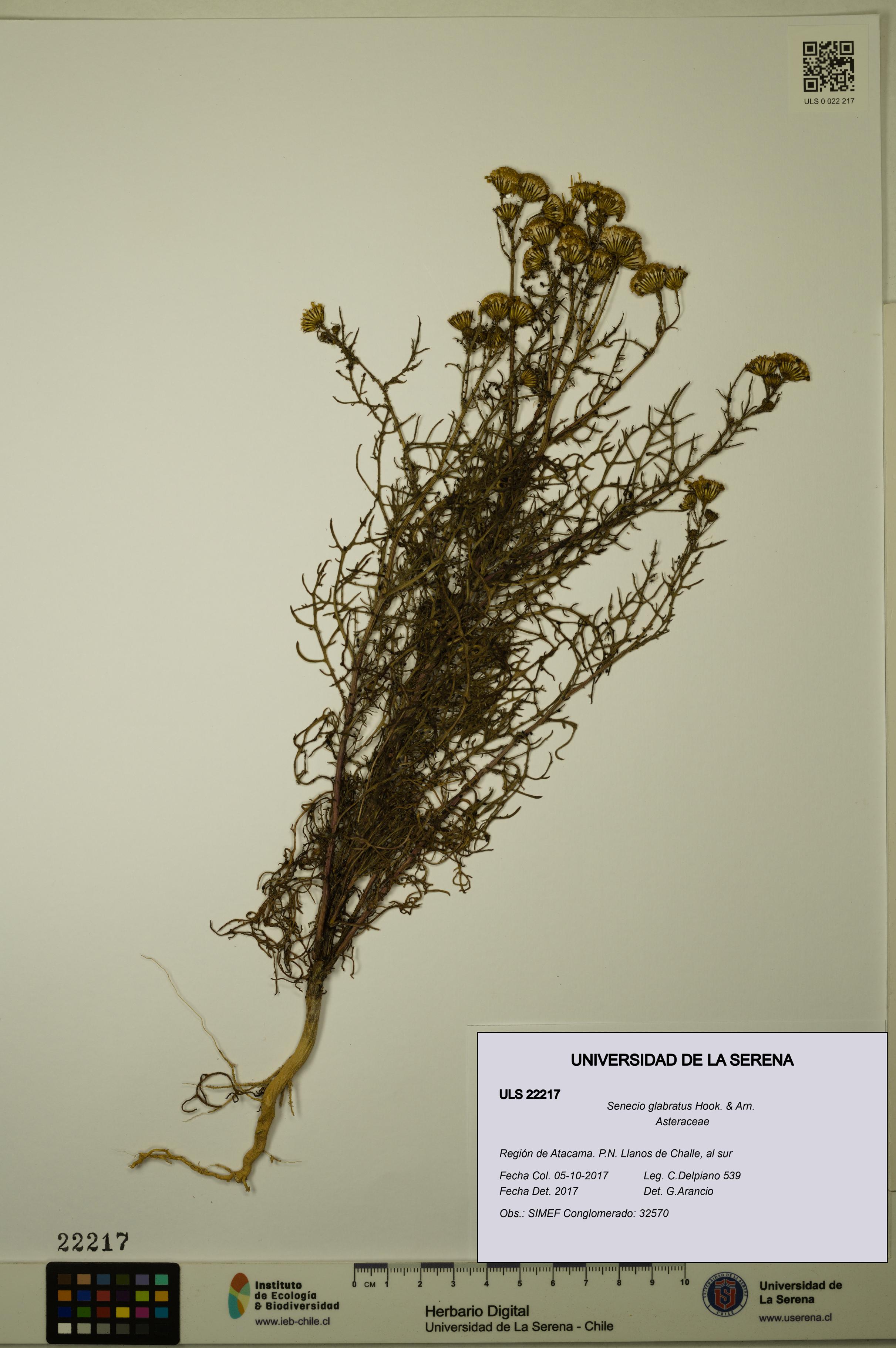 Senecio glabratus [Espécimen: ULS:ULS:0022217]