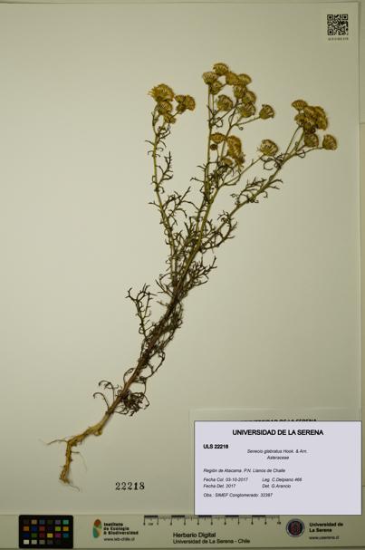 Senecio glabratus [Espécimen: ULS:ULS:0022218]