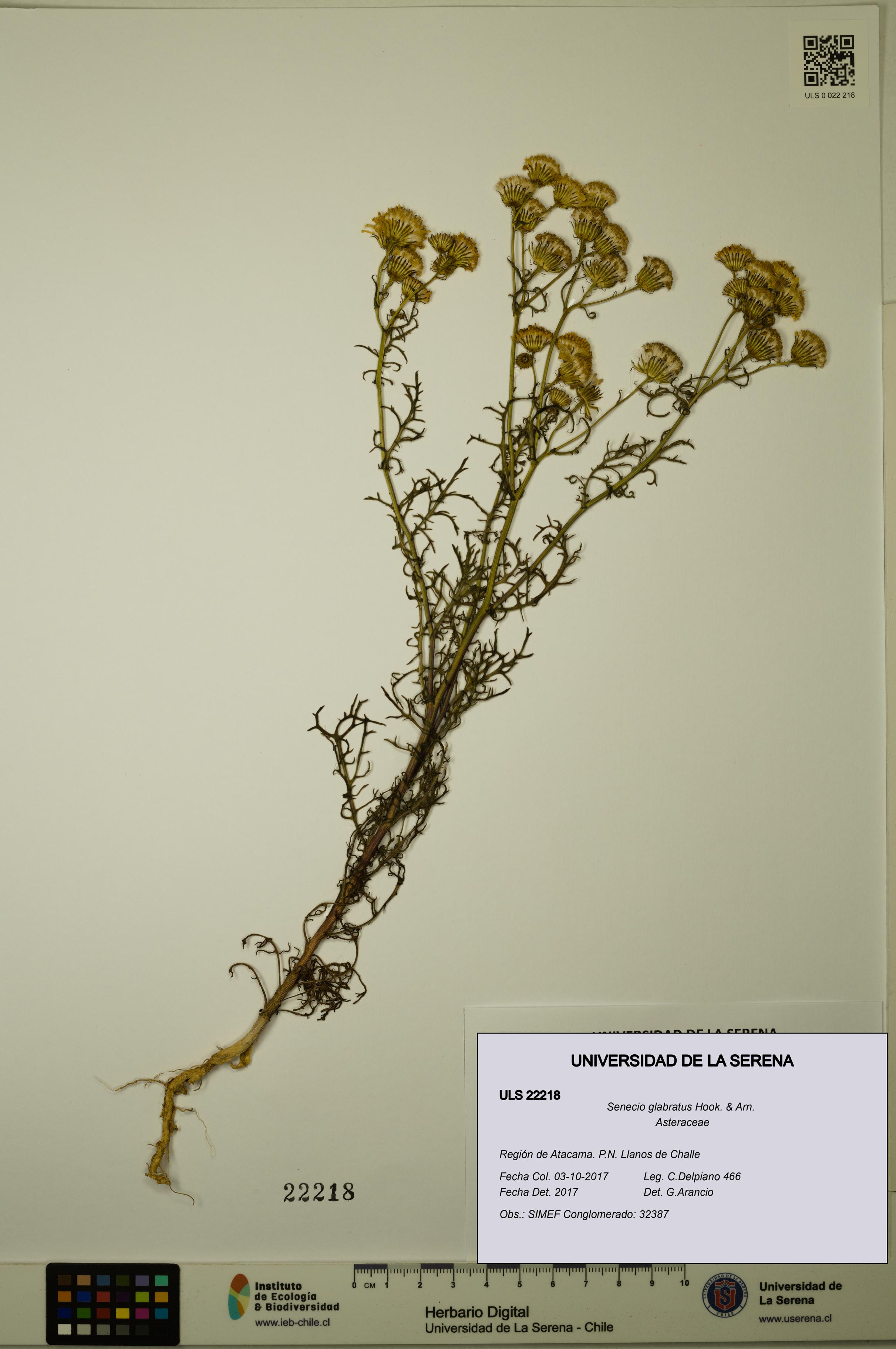 Senecio glabratus [Espécimen: ULS:ULS:0022218]