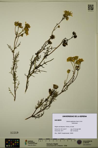 Senecio glabratus [Espécimen: ULS:ULS:0022219]