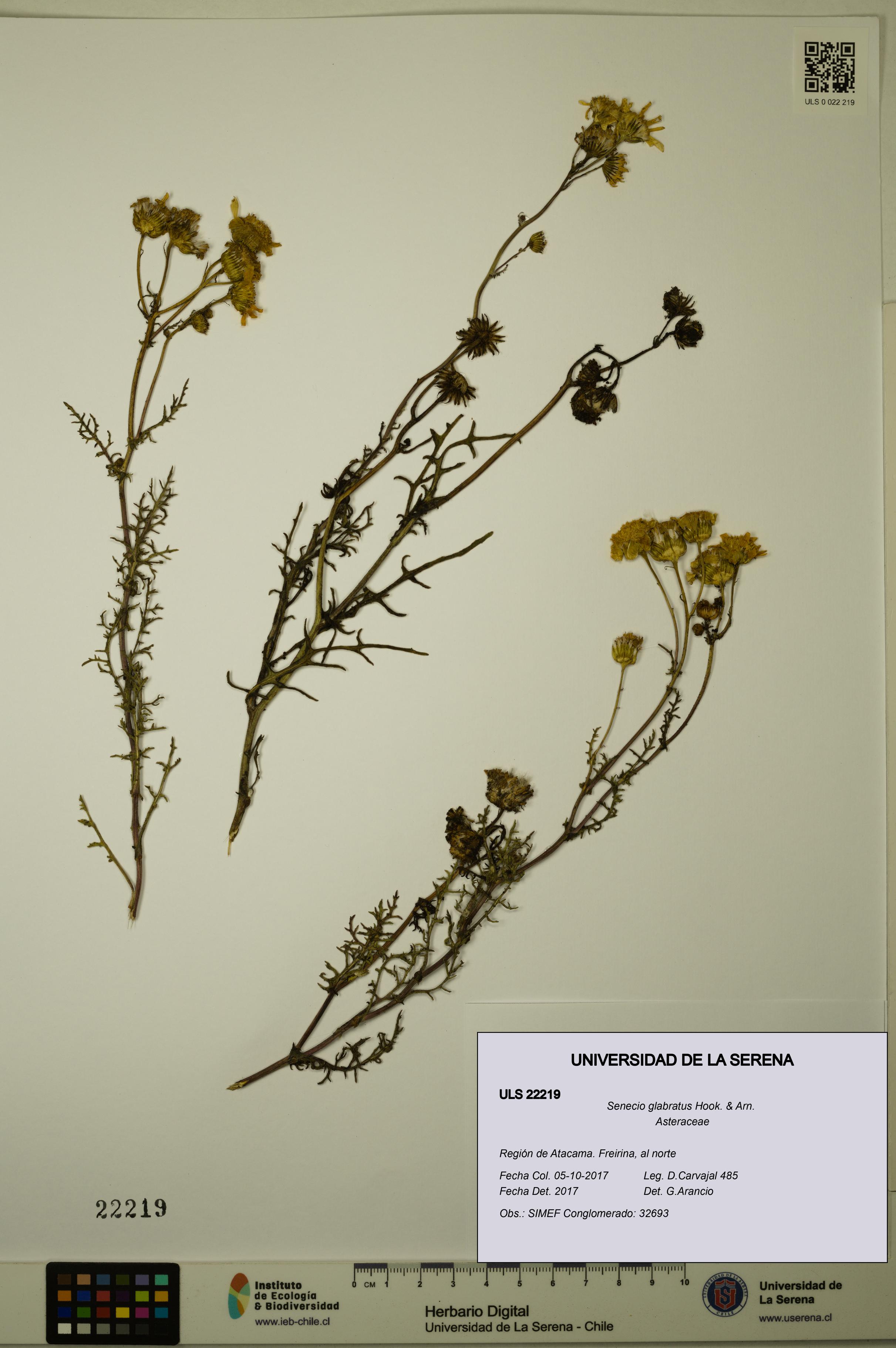 Senecio glabratus [Espécimen: ULS:ULS:0022219]