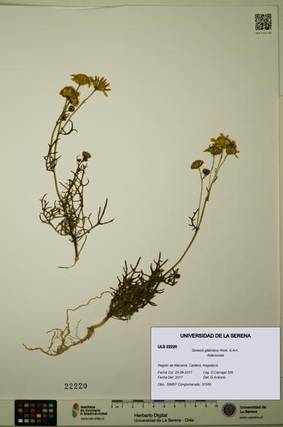 Senecio glabratus [Espécimen: ULS:ULS:0022220]
