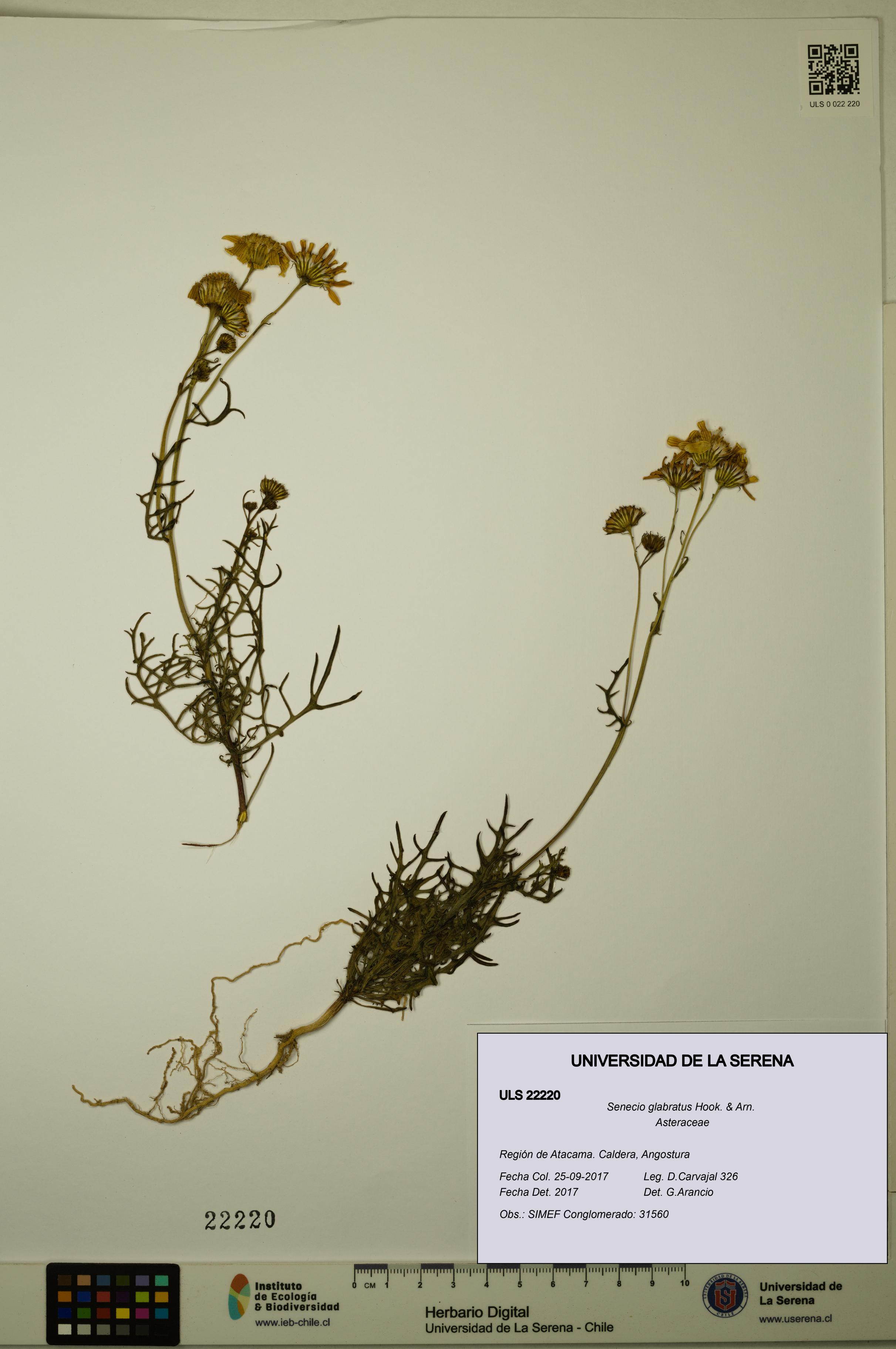 Senecio glabratus [Espécimen: ULS:ULS:0022220]