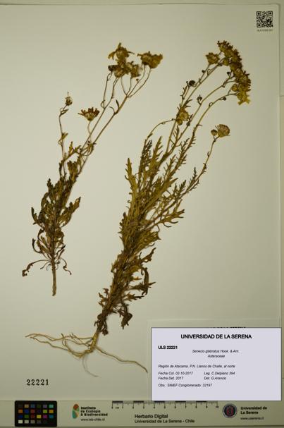 Senecio glabratus [Espécimen: ULS:ULS:0022221]