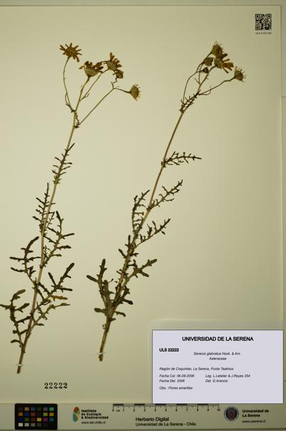 Senecio glabratus [Espécimen: ULS:ULS:0022222]