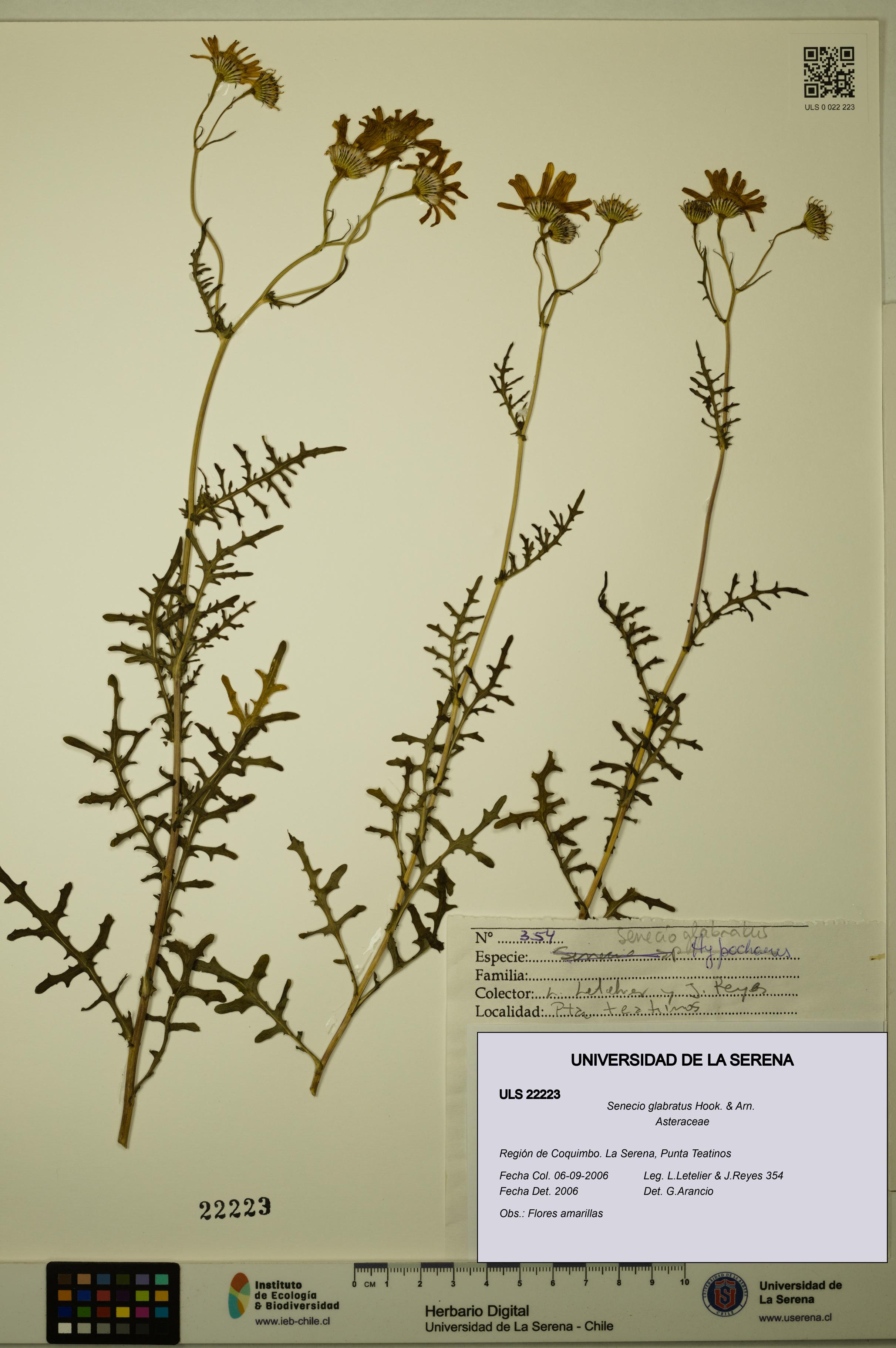 Senecio glabratus [Espécimen: ULS:ULS:0022223]