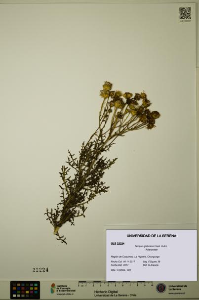 Senecio glabratus [Espécimen: ULS:ULS:0022224]