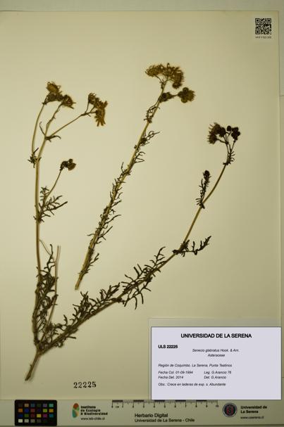 Senecio glabratus [Espécimen: ULS:ULS:0022225]
