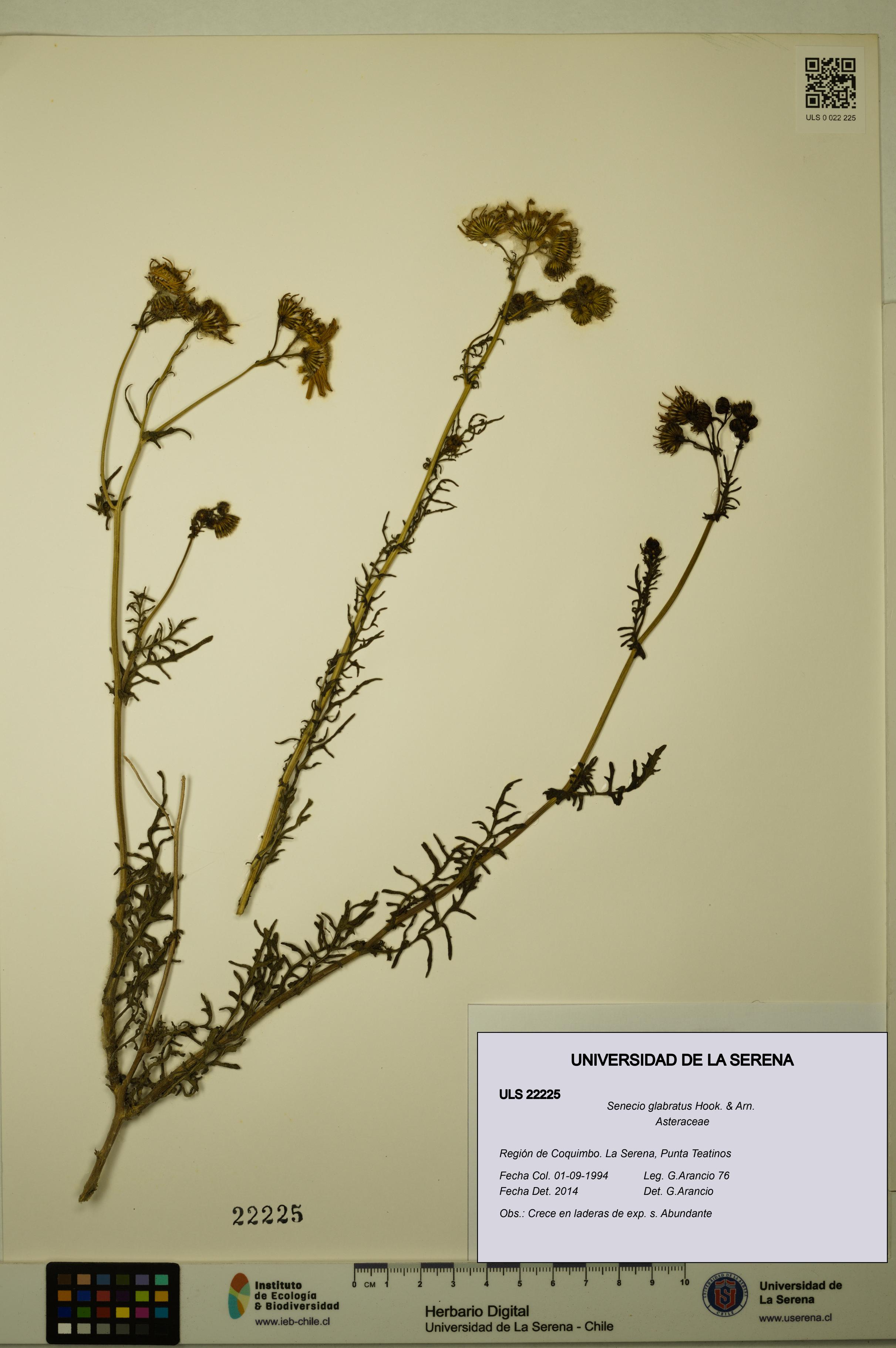 Senecio glabratus [Espécimen: ULS:ULS:0022225]