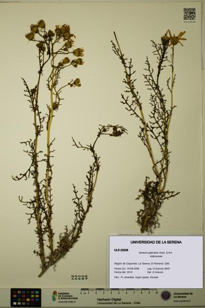 Senecio glabratus [Espécimen: ULS:ULS:0022226]