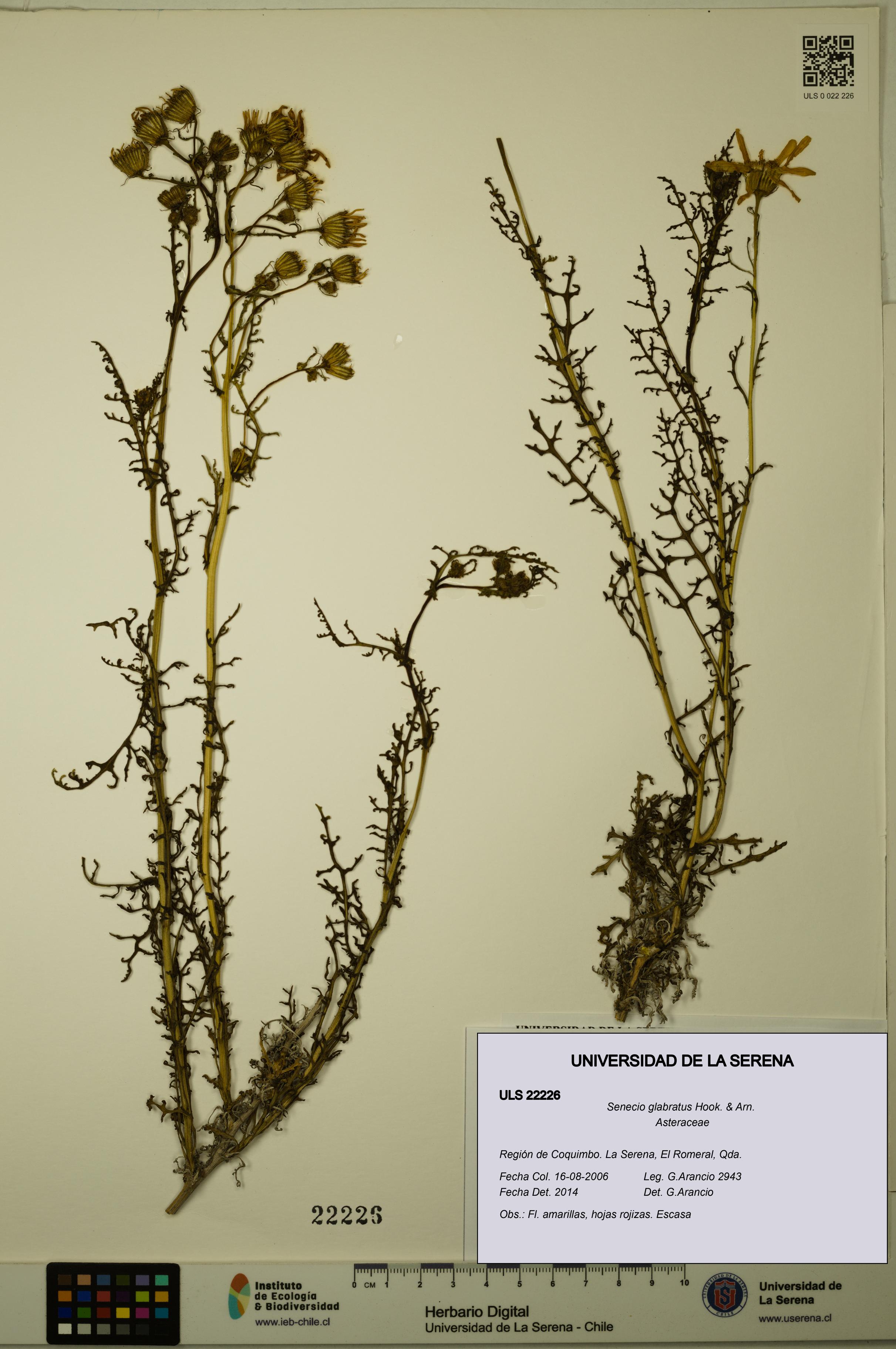 Senecio glabratus [Espécimen: ULS:ULS:0022226]