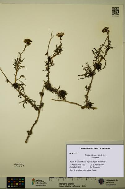 Senecio glabratus [Espécimen: ULS:ULS:0022227]