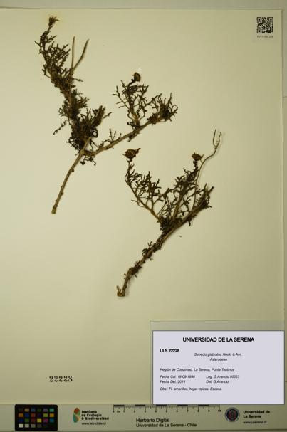 Senecio glabratus [Espécimen: ULS:ULS:0022228]