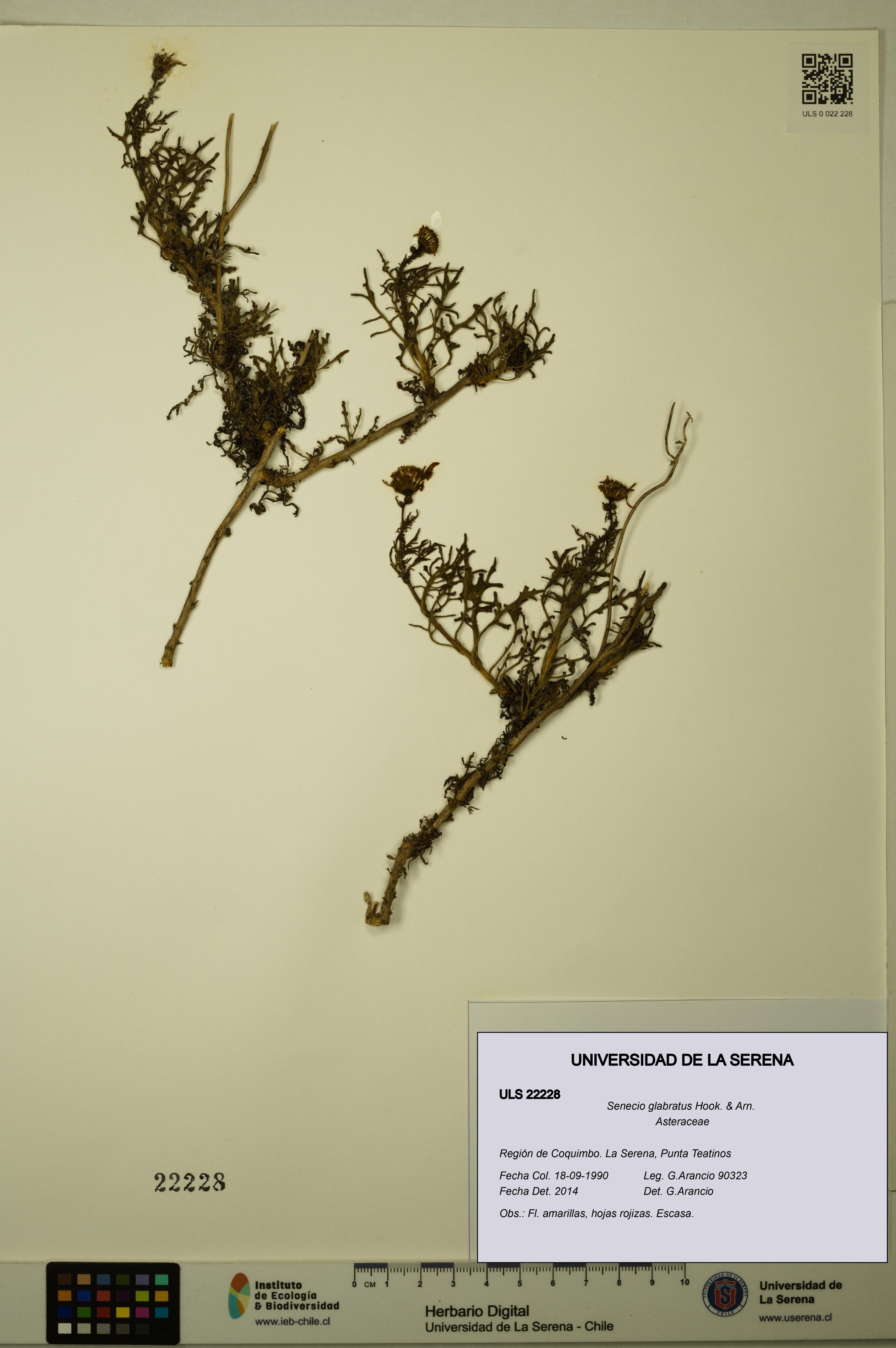 Senecio glabratus [Espécimen: ULS:ULS:0022228]