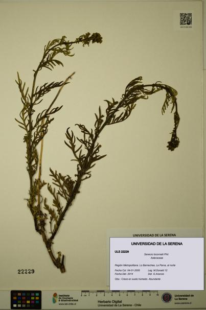 Senecio tocornalii [Espécimen: ULS:ULS:0022229]
