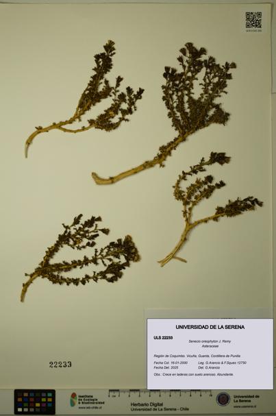 Senecio oreophyton [Espécimen: ULS:ULS:0022233]