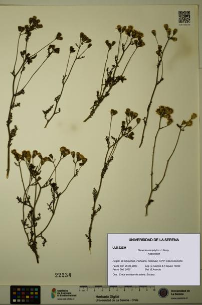 Senecio oreophyton [Espécimen: ULS:ULS:0022234]