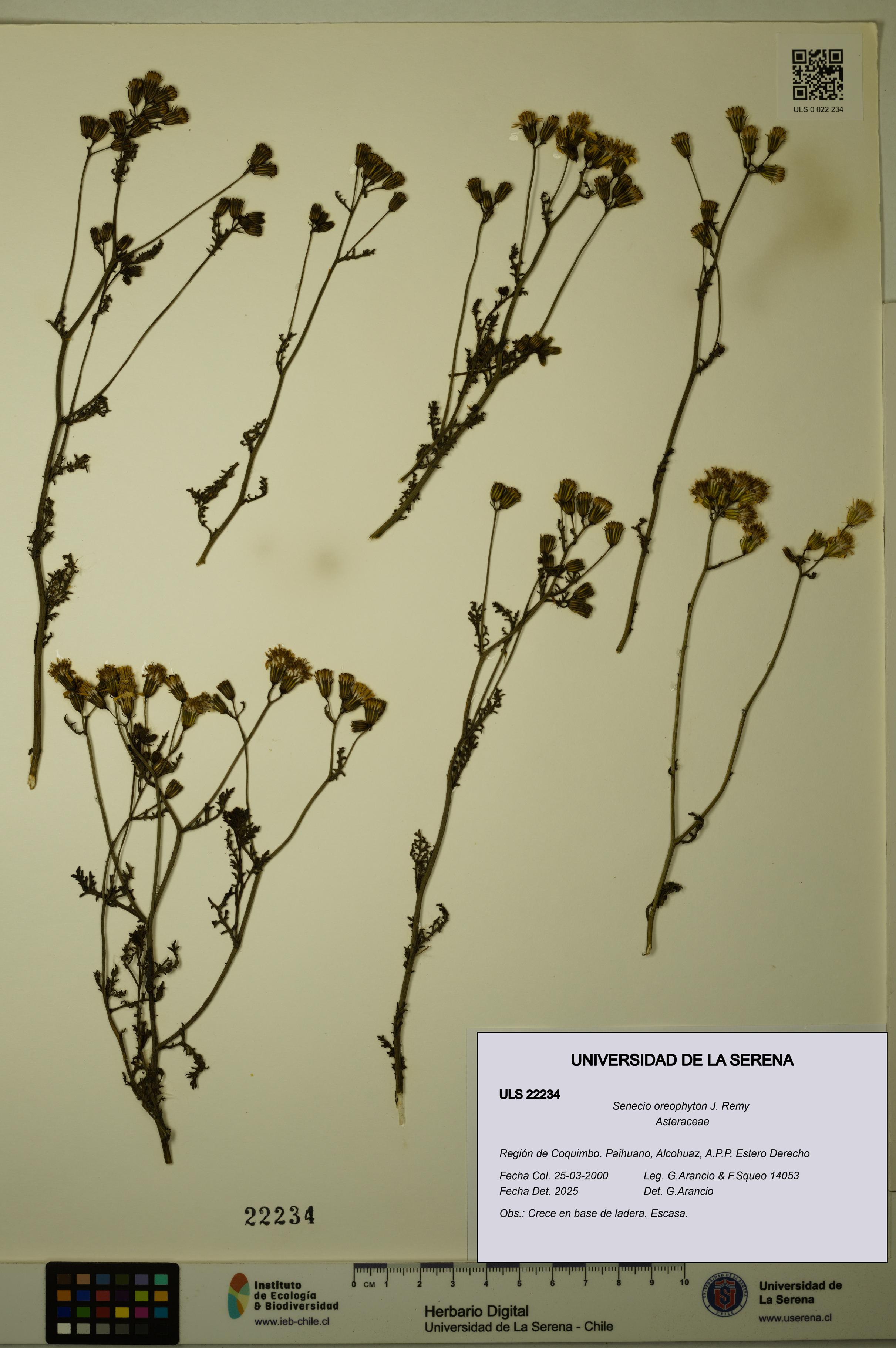 Senecio oreophyton [Espécimen: ULS:ULS:0022234]