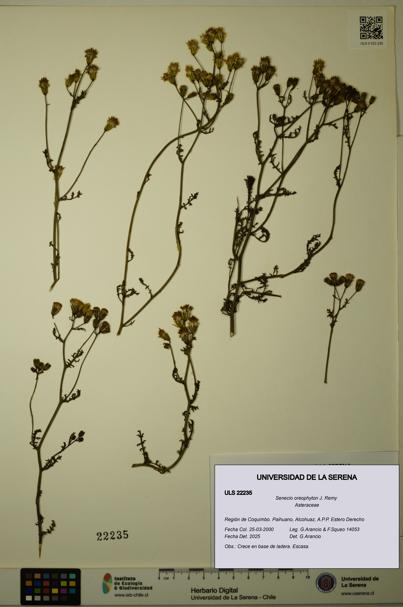 Senecio oreophyton [Espécimen: ULS:ULS:0022235]