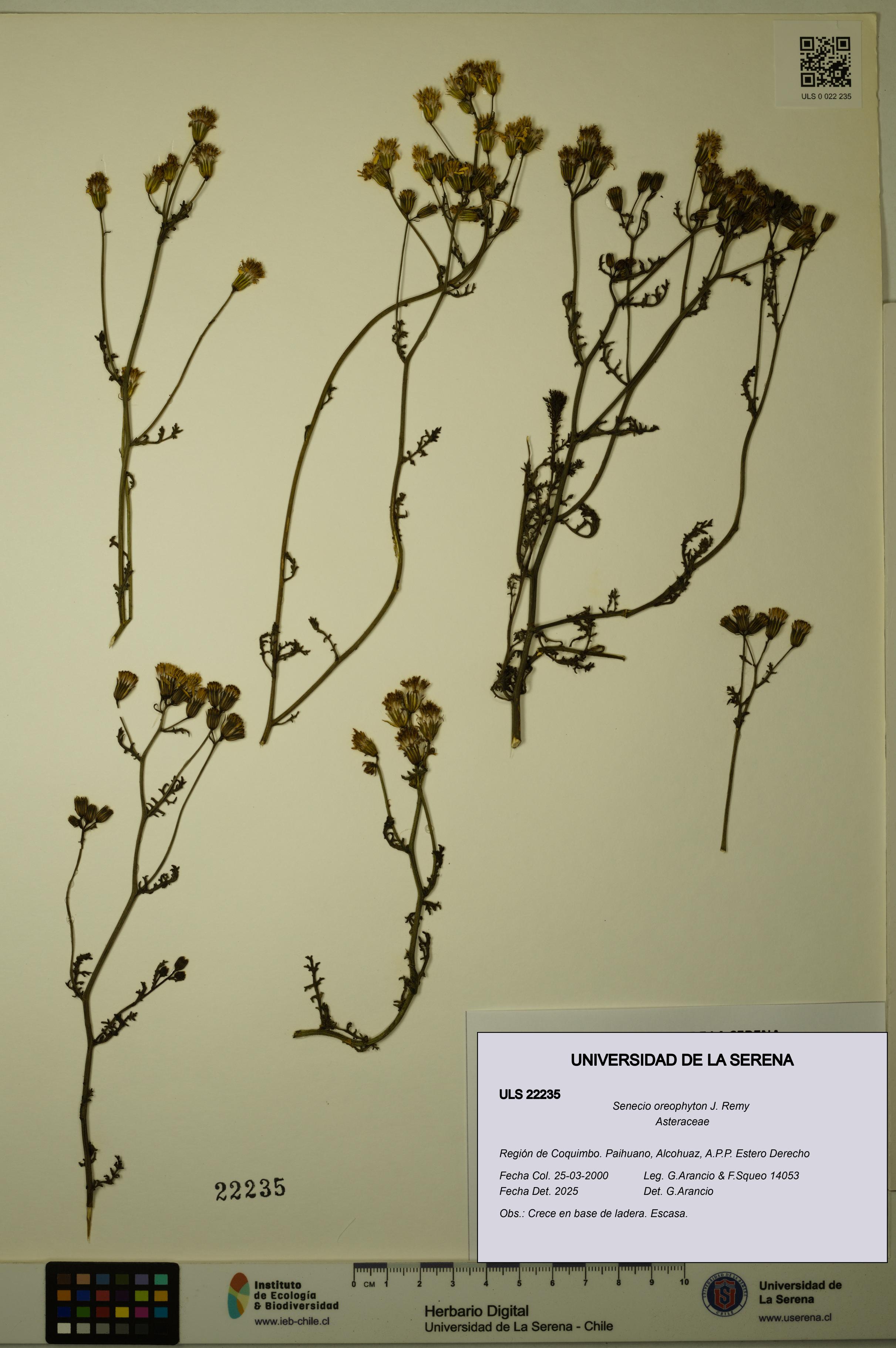 Senecio oreophyton [Espécimen: ULS:ULS:0022235]