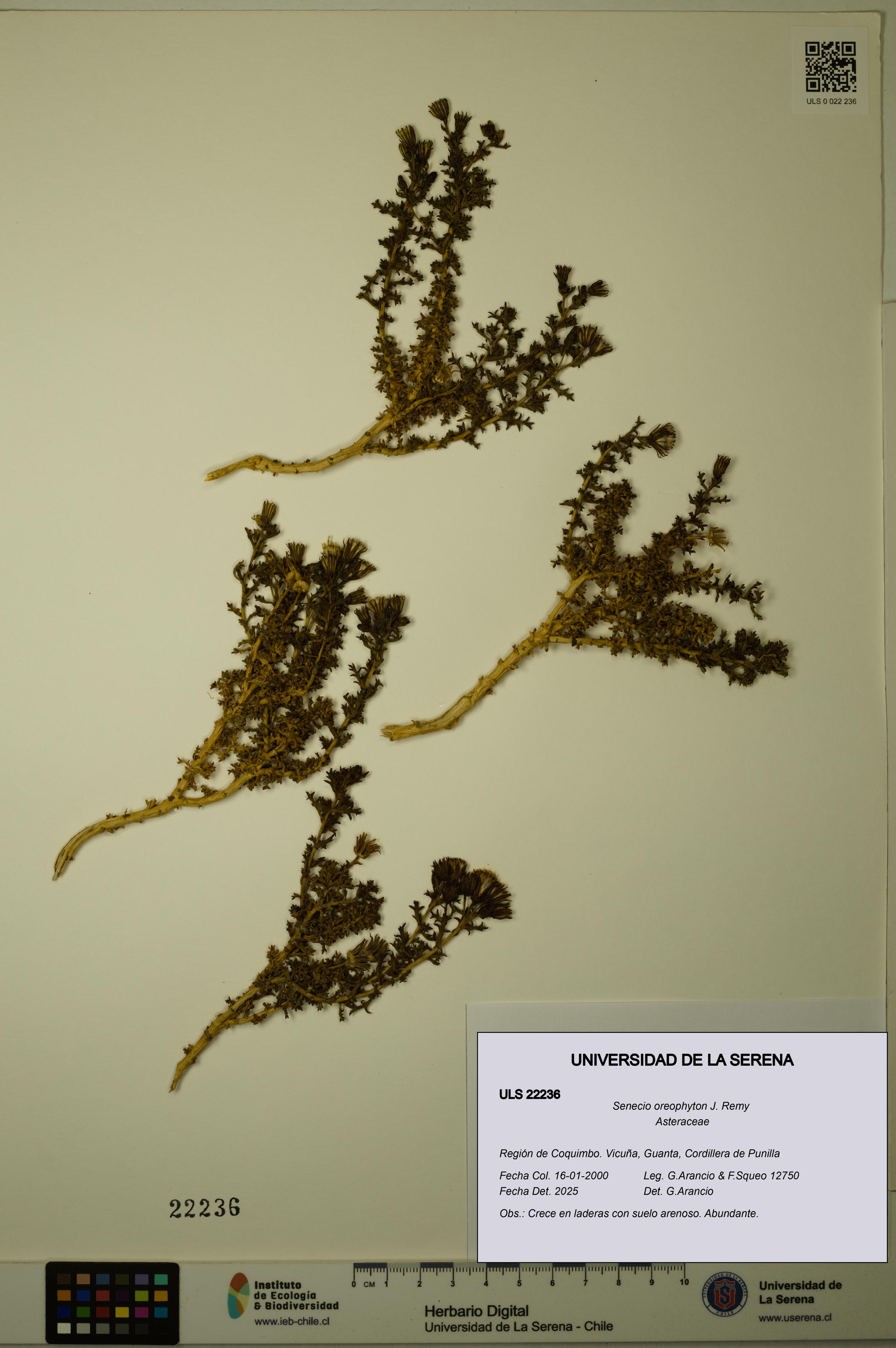 Senecio oreophyton [Espécimen: ULS:ULS:0022236]