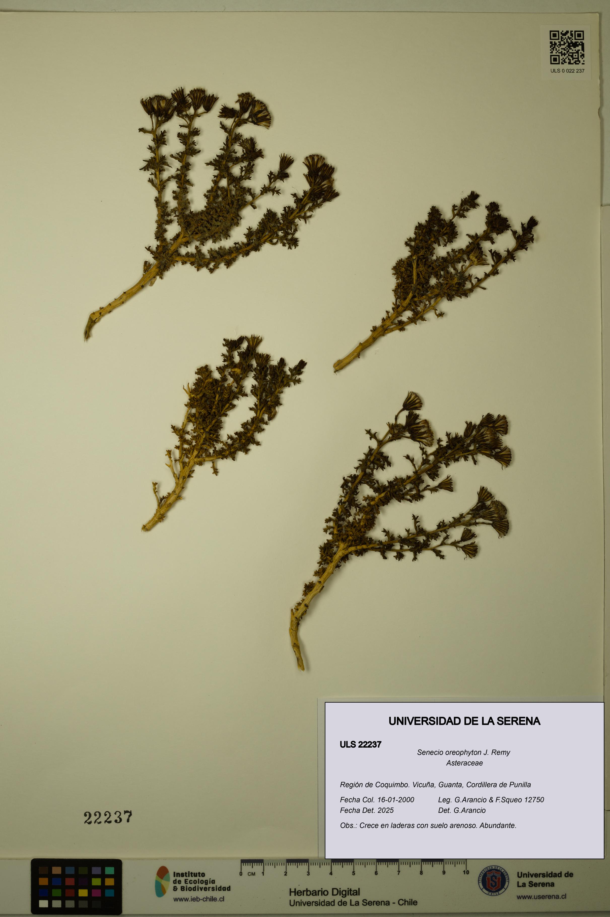 Senecio oreophyton [Espécimen: ULS:ULS:0022237]