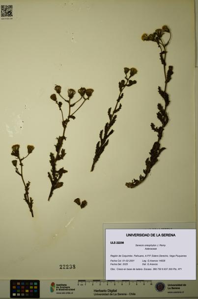 Senecio oreophyton [Espécimen: ULS:ULS:0022238]