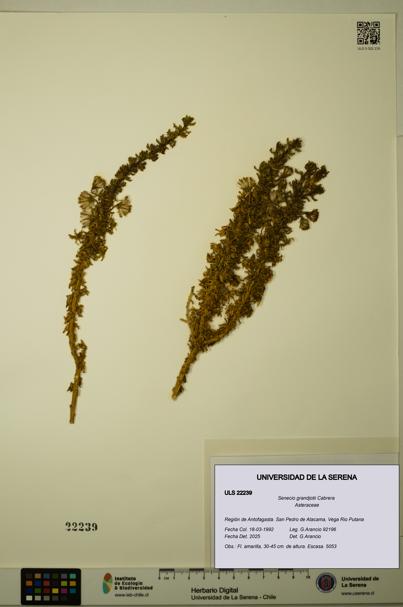 Senecio grandjotii [Espécimen: ULS:ULS:0022239]