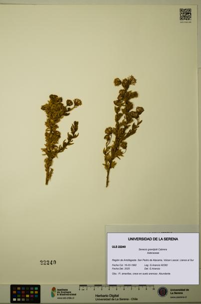 Senecio grandjotii [Espécimen: ULS:ULS:0022240]